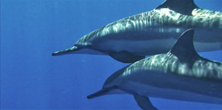spinner-dolphins