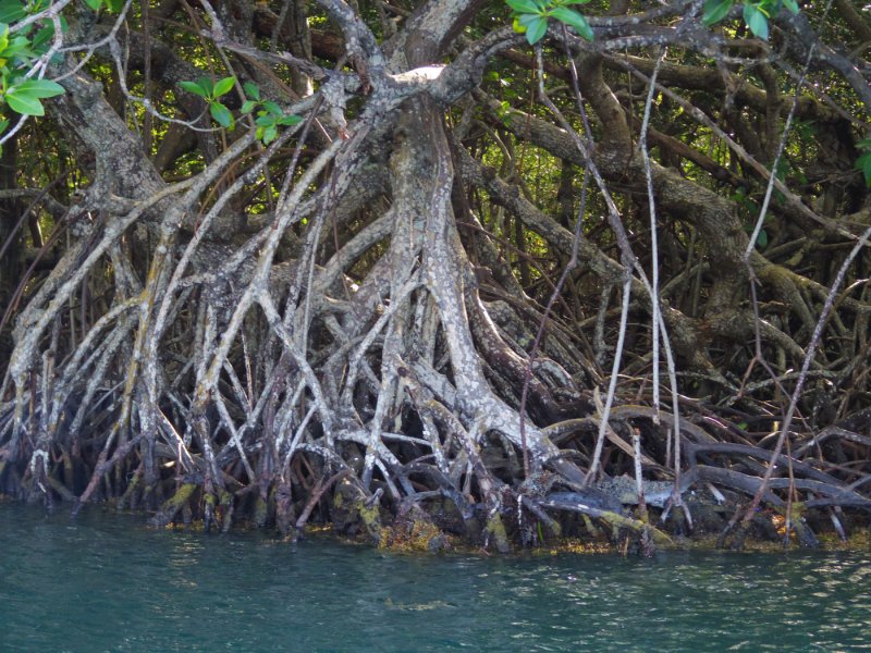 mangrove-roots-roatan