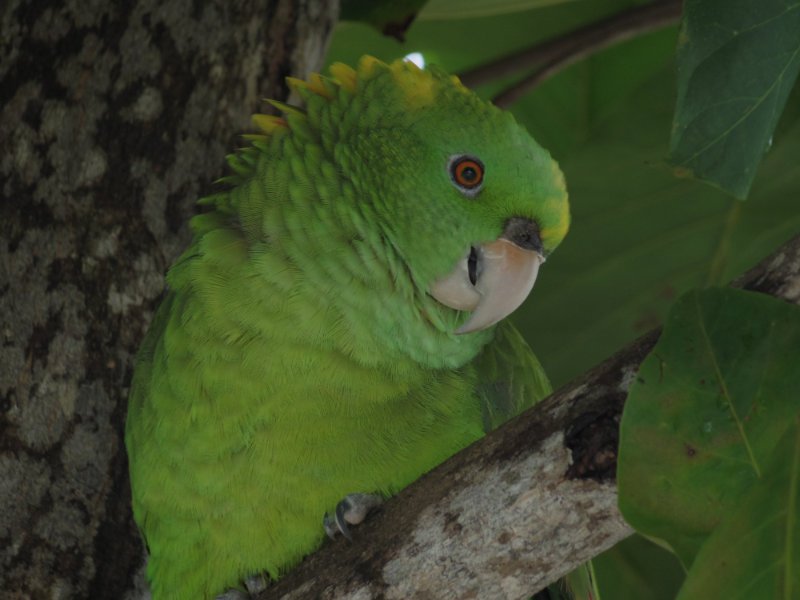 reef-house-polly-parrot-2