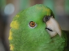 reef-house-polly-parrot-1