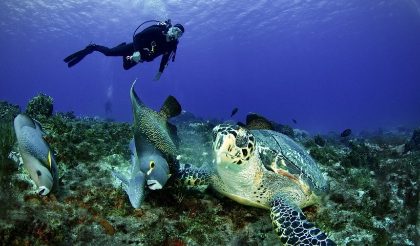 Cozumel Dive Sites: Chankanaab Reef