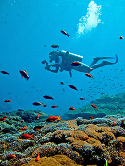 Sport Diver on Reef