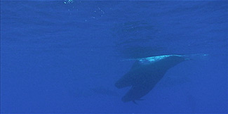 Diving with Pilot Whales in Kona