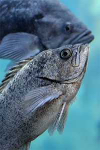 Blue Rockfish Monterey SCUBA Diving