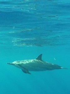 kona-dolphin