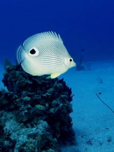 Controlling foreground and background exposures underwater