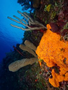 Getting perfect exposures, underwater photography.