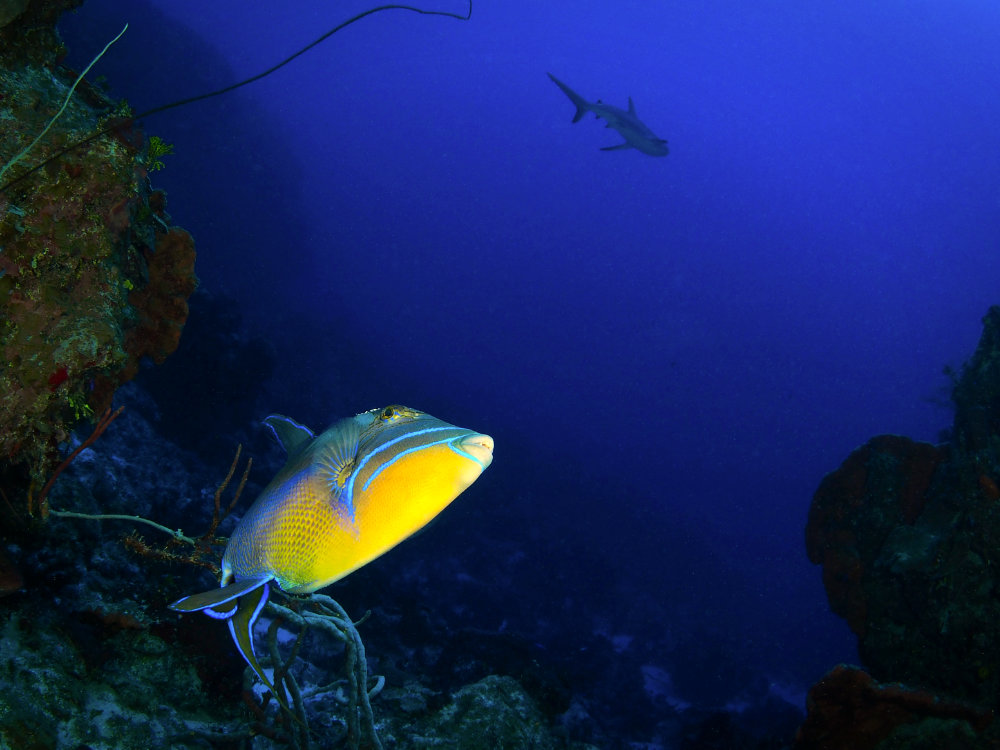 Bahamas Queen Trigger Fish Watching Shark