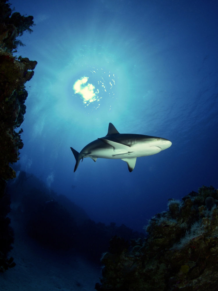 Bahamas shark diving. Riding Rock Resort, San Salvador