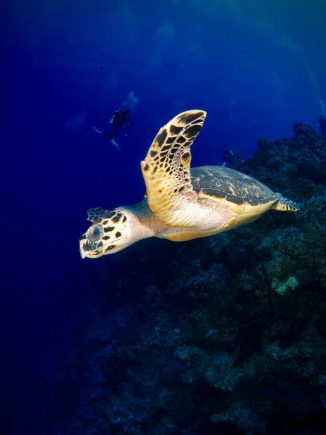 Hawksbill turtle underwater San Salvador, Bahamas