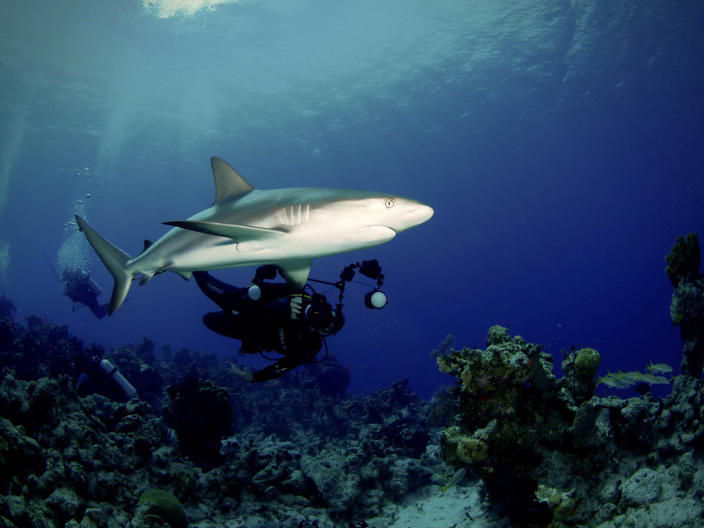 Shark Photography on San Salvador, Riding Rock Resort