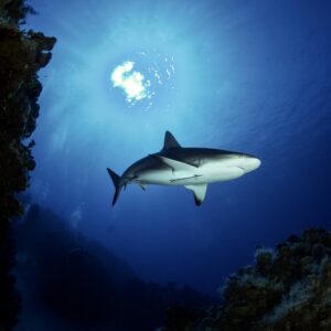 Gray Reef Shark, Riding Rock Resort, Bahamas