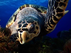 Cozumel Scuba Diving: Hawksbill Turtle