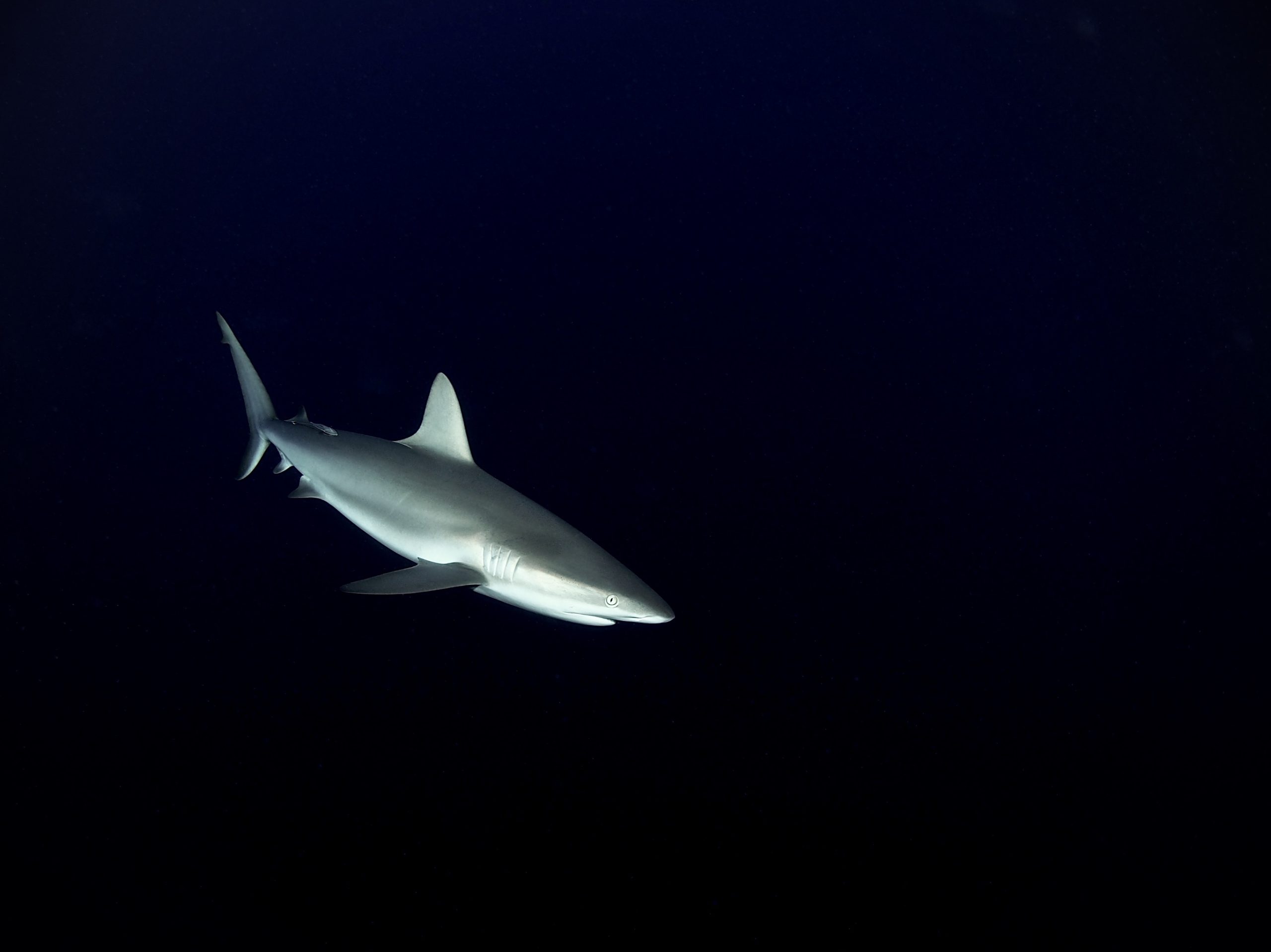San Salvador Bahamas, Reef Shark
