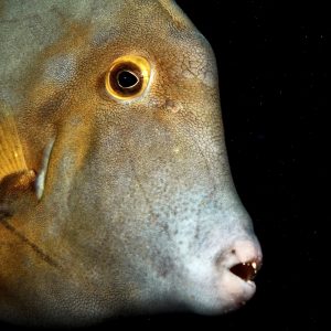 St. Croix Diving - FrederikstedPier