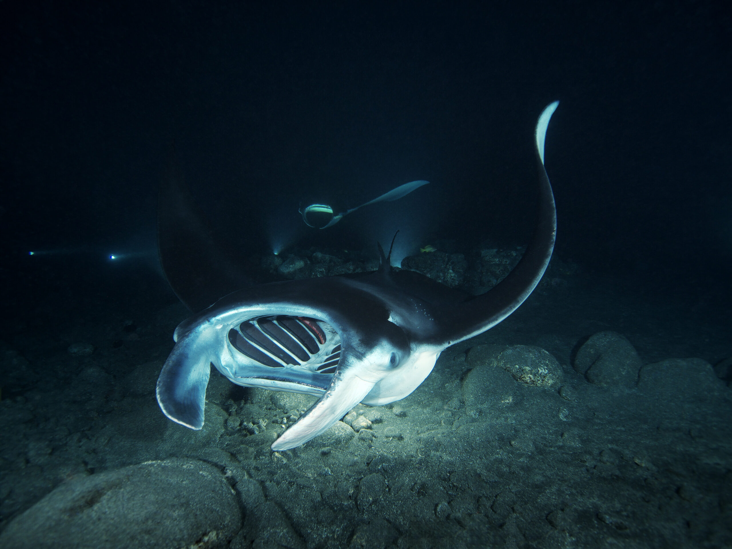 Kona Hawaii, Manta Ray. Taken During Manta Ray Night Dive.