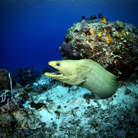 Huge Green Morel Eel Near the C-53 Wreck, Cozumel Diving
