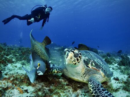 Scuba Diving in Cozumel. Turtles, Angels on Beautiful Coral Reef.