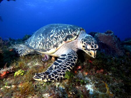 Cozumel Scuba Diving Loggerhead Sea Turtle.